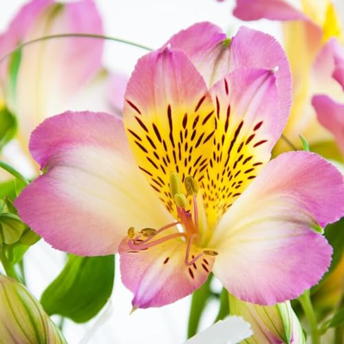 Shulemin Blumensamen, 30 Stück, Blumensamen, dürretolerant, schnelles Wachstum, Mini-Blumensamen in leuchtenden Farben für Zuhause, Samen für die Gartenbepflanzung Saatgut von Shulemin