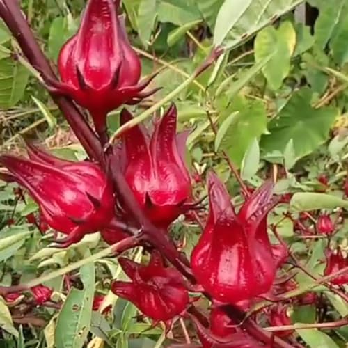 Shulemin Blumensamen, 30 Stück, aromatische, verschönernde, gentechnikfreie, schnelle, rote Roselle-Samen, Samen für die Gartenbepflanzung Rot von Shulemin