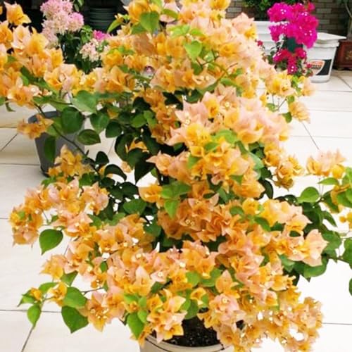 Shulemin Bougainvillea-Samen, 100 Stück/Beutel, Bougainvillea-Samen, neutrales Klettern, mittlere Sonne, georgische Samen für Gartensamen für die Gartenbepflanzung Orange von Shulemin