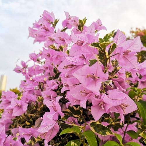 Shulemin Bougainvillea-Samen, 100 Stück/Beutel, Bougainvillea-Samen, neutrales Klettern, mittlere Sonne, georgische Samen für Gartensamen für die Gartenbepflanzung Rosa von Shulemin