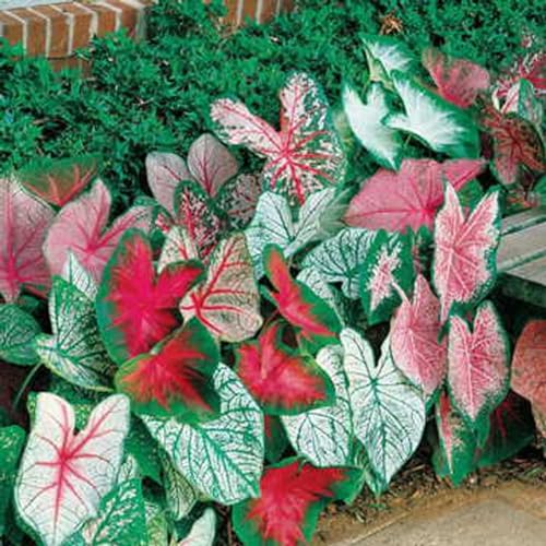 Shulemin Caladium-Samen, 200 Stück/Beutel, Caladium-Samen voller Vitalität, schnell wachsende, fruchtbare Bonsai-Gartenpflanzen, Zwiebeln für Balkon, Samen für die Gartenbepflanzung Mischfarbe von Shulemin