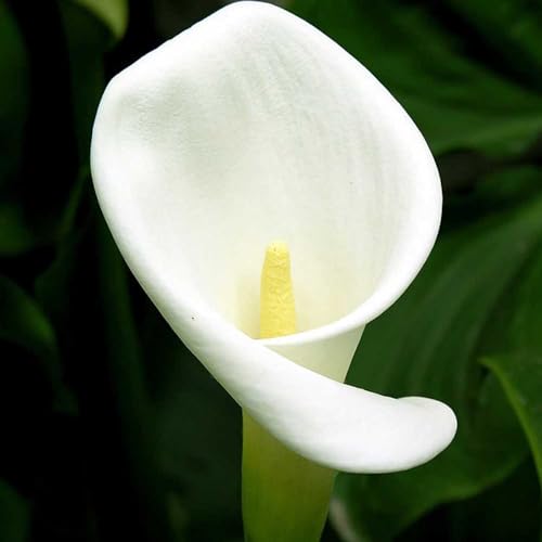 Shulemin Calla-Samen, 200 Stück Blumensamen, die natürliche gemischte Calla-Samen verklumpen, Gartensamen für die Gartenbepflanzung Weiß von Shulemin