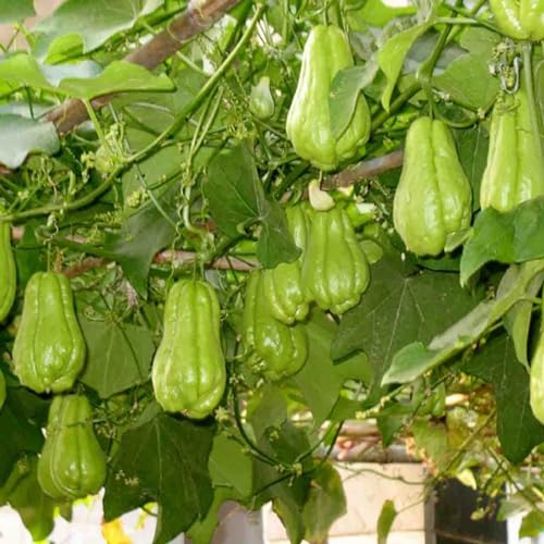 Shulemin Chayote-Samen, 100 Stück, Pflanzensamen, kletternd, feucht, subtropisch, verschiedene natürliche Chayote-Samen, Gartensamen für die Gartenbepflanzung Saatgut von Shulemin