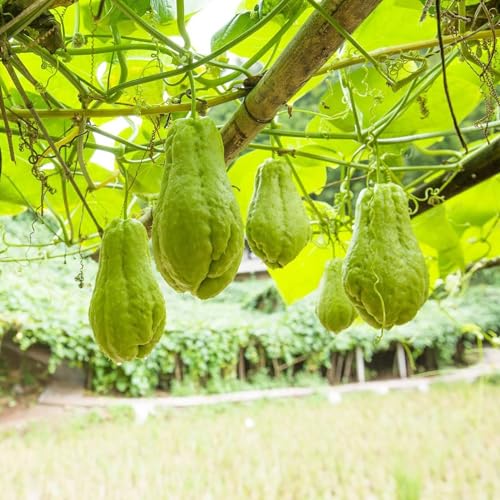 Shulemin Chayote-Samen, 20 Stück/Beutel, Chayote-Samen voller Vitalität, lange Lebensdauer, produktive Gemüsegarten-Obstsamen für die Gartenbepflanzung Chayote-Samen von Shulemin