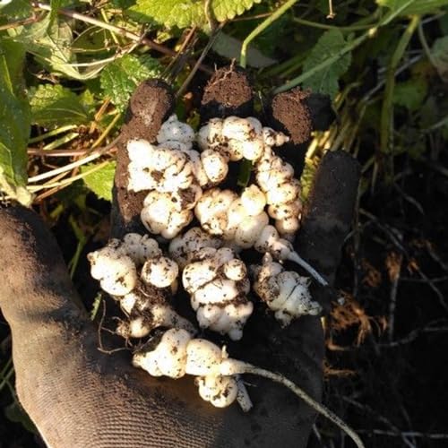 Shulemin Crosne Seeds, 200 Stück/Beutel Crosne Seeds essbare mehrjährige gute Ernte, kohlenhydratarme Pflanzensamen für Bonsai-Samen für die Gartenbepflanzung Saatgut von Shulemin
