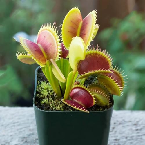 Shulemin Dionaea Muscipula-Samen, 25 Stück Pflanzensamen, schnelles Wachstum, schnelle Keimung, dekorativer Garten, Dionaea Muscipula-Samen für Zuhause, Samen für die Gartenbepflanzung Saatgut von Shulemin