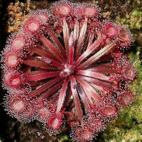 Shulemin Drosera Falconeri-Samen, 100 Stück/Beutel, Drosera Falconeri-Samen, schnell wachsend, gentechnikfrei, einfaches Pflanzengarten-Geschenk, Drosera-Samen für Balkon, Samen für die Gartenbepf von Shulemin