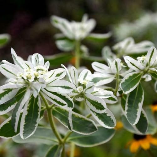 Shulemin Euphorbia-Marginata-Samen, 100 Stück/Beutel, schnell wachsende Euphorbia-Marginata-Samen, verschönernd blühende Garten-Geschenk-Blumensamen für den Außenbereich, Samen für die Gartenbe von Shulemin