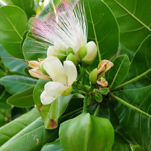 Shulemin Frangipani-Samen, 100 Stück, Blumensamen, Fantasy Beautify, nicht gentechnisch verändert, lebendige Farben, Plumeria Rubra-Samen für Balkonsamen zur Gartenbepflanzung Saatgut von Shulemin