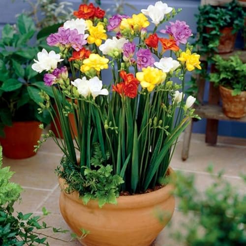 Shulemin Freesia-Hybrida-Samen, 150 Stück/Beutel, Freesia-Hybrida-Samen, mehrjährige Mischung, Farbe, winterhart, einfache Pflanze, Bonsai-Samen für den Hof, Samen für die Gartenbepflanzung Misch von Shulemin