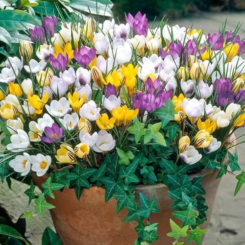 Shulemin Krokussamen, 50 Stück, blühende Krokussamen, verschönern nicht gentechnisch veränderte dekorative Landschaftsbau-Blumensamen für den Frühling, Samen für die Gartenbepflanzung Violett von Shulemin