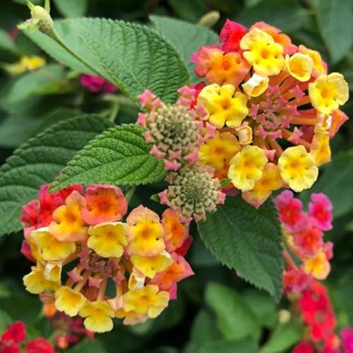 Shulemin Lantana Camara-Samen, 300 Stück/Beutel, Lantana Camara-Samen, schnell wachsende, gemischte Farbe, natürlich, hervorragend produzierende Blumensamen für die Gartenbepflanzung Mischfarbe von Shulemin