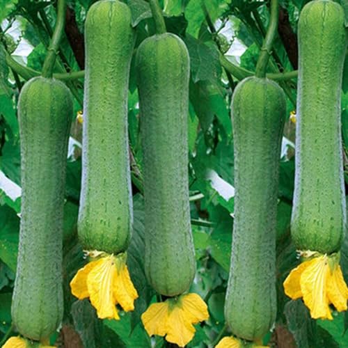 Shulemin Luffa-Samen, 50 Stück/Beutel, produktive, offen bestäubende, leichte, schnell wachsende, essbare Gemüsesamen für die Terrasse, Samen für die Gartenbepflanzung Grün von Shulemin