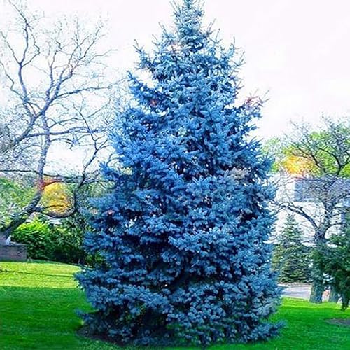 Shulemin Picea Pungens-Samen, 150 Stück/Beutel, Picea Pungens-Samen, produktive, zugfeste, schnell wachsende Bonsai-Garten-Blaufichten-Samen für den Hof, Samen für die Gartenbepflanzung Blau von Shulemin