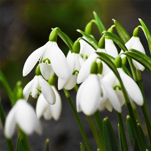 Shulemin Schneeglöckchen-Galanthus-Samen, 300 Stück/Beutel, Schneeglöckchen-Galanthus-Samen, wunderbare laubabwerfende, schnell wachsende Landschaftsblumensamen für Balkonsamen für die Gartenbep von Shulemin