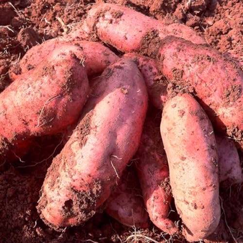 Shulemin Süßkartoffelsamen, 400 Stück, Pflanzensamen, köstlich, einfach zu lagern, leicht, schnell wachsend, Süßkartoffelsamen, Gartenzubehör, Samen für die Gartenbepflanzung Saatgut von Shulemin