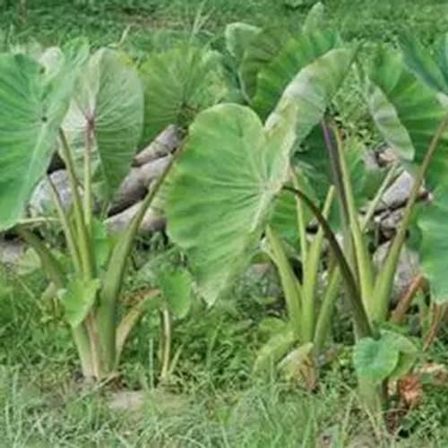 Shulemin Taro-Samen für die Gartenbepflanzung, 100 Stück Pflanzensamen, die gentechnikfrei verklumpen, lebendige natürliche georgische Taro-Samen Saatgut von Shulemin