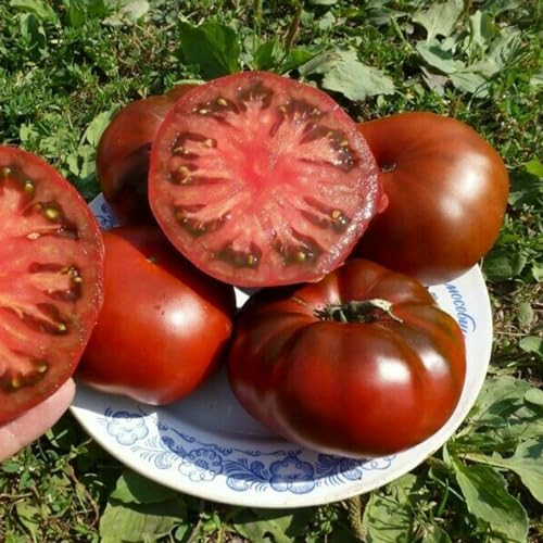 Shulemin Tomatensamen, 100 Stück/Beutel, Tomatensamen, einfach zu pflanzen, gentechnikfrei, schnell wachsende, geschmackvolle, nahrhafte Gemüsesamen, Samen für die Gartenbepflanzung Schwarz & lila von Shulemin