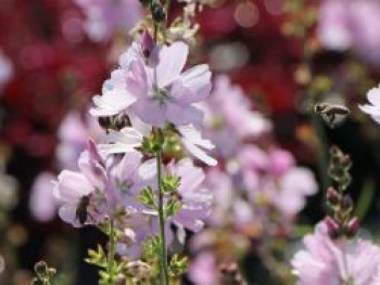 Präriemalve 'Elsie Heugh', Sidalcea malviflora 'Elsie Heugh', Topfware von Sidalcea malviflora 'Elsie Heugh'