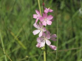 Schmuckmalve 'Rosaly', Sidalcea malviflora 'Rosaly', Topfware von Sidalcea malviflora 'Rosaly'