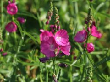 Schmuckmalve 'Rosanna', Sidalcea malviflora 'Rosanna', Topfware von Sidalcea malviflora 'Rosanna'