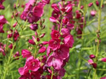 Schmuckmalve 'Brillant', Sidalcea oregana 'Brillant', Topfware von Sidalcea oregana 'Brillant'