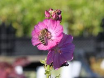 Präriemalve 'Stark's Hybrid', Sidalcea oregana 'Stark's Hybrid', Topfware von Sidalcea oregana 'Stark's Hybrid'