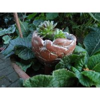 Pflanzschale Mit Anker, Mini, Braun-Weiß von Siebenzahlkeramik