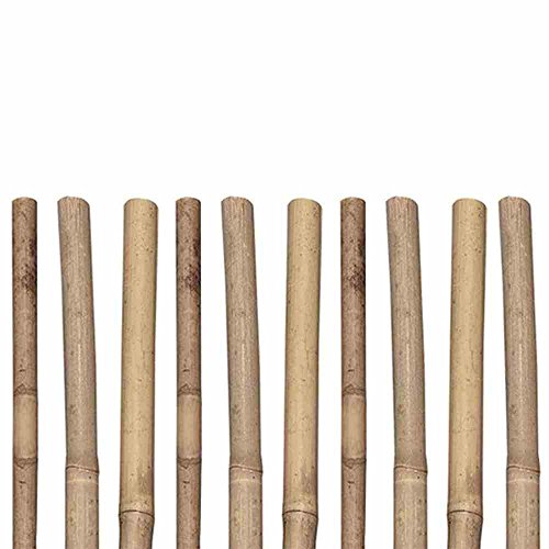 Siena Garden Tonkinstäbe, 8/10mm, 105cm, 10 Stück, beige Siena Garden Tonkinstäbe, 8/10mm, 105cm, 10 Stück, beige von Siena Garden