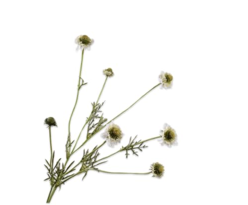 Silk-ka Künstliche Blume – Seidenblumen, Scabiosa-Zweig, cremefarben, 89 cm von Silk-ka