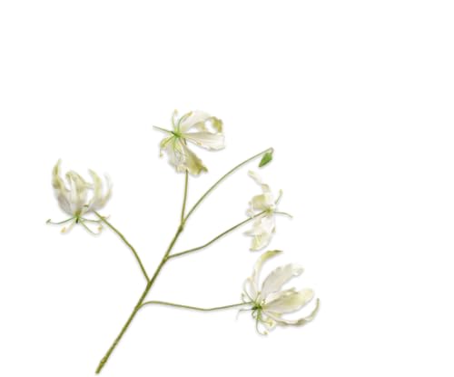Silk-ka Kunstblume-Seidenblume Gloriosa-Zweig Creme-Grün 89 cm von Silk-ka