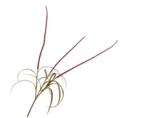 Silk-ka Kunstblume-Seidenblume-Kunstzweig Graszweig Rot 135 cm Silk-ka Kunstblume-Seidenblume-Kunstzweig Graszweig Rot 135 cm von Silk-ka