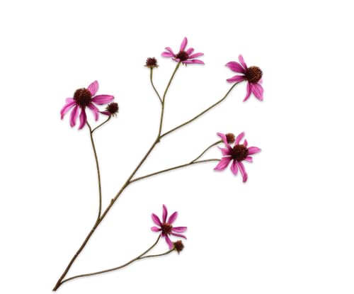 Silk-ka Kunstblume - Seidenblume Rudbeckia Zweig rosa 91 cm Silk-ka Kunstblume - Seidenblume Rudbeckia Zweig rosa 91 cm von Silk-ka