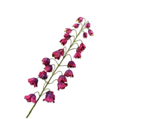 Silk-ka Seidenblume-Kunstblume Fritillaria Stiel lila 102 cm von Silk-ka