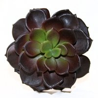 Faux Sukkulenten in Dunkelrot Und Grün - Künstliche Sukkulenten- Echeveria Vorbestellung von SilkInspirations
