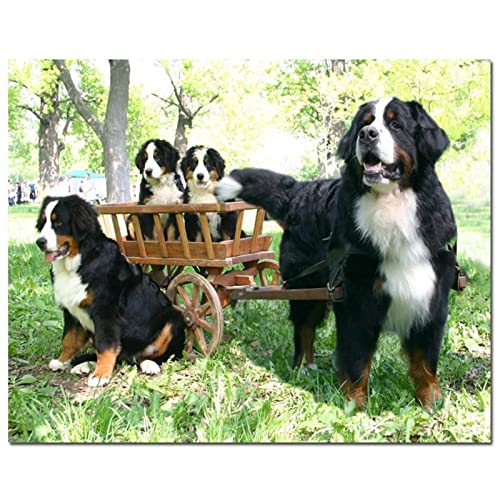 DIY 5D Diamond Painting Set Berner Sennenhund Diamant Malerei Vollbohrer Stickerei Mosaik Malerei Strass Kreuzstich Kunst Handwerk für Wand Und Eingang Dekorationen 25x30cm/10x12inch Square drill von SilkyShy