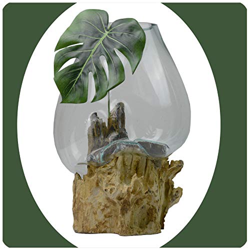 Wurzelholz Glas-Vase Wurzel-Vase Deko-Glas Kaffeewurzel Holz Design Blumenvase extra groß von Simandra