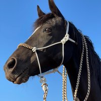 stiff Rope Halfter-&-Matching Blei-Woven Nasenband Overlay - Pferdetraining Halfter von SimpleLoops