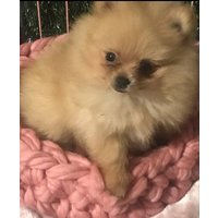 Kleine Hundebetthöhle Weiche Wolle Gehäkeltes Hundebett von SimplyLifeHandmade