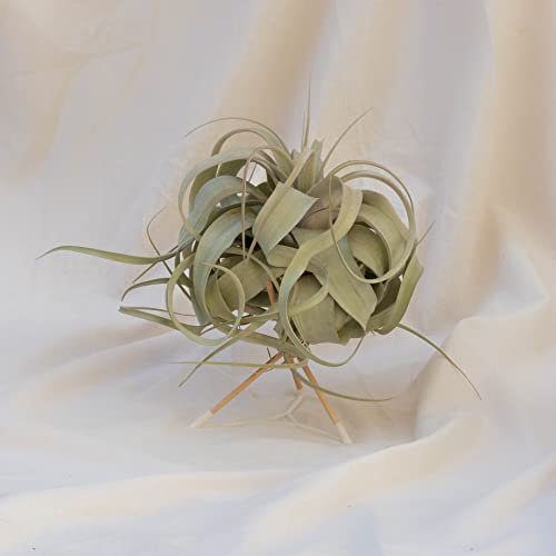 Tillandsia xerographica (Medium) von Sin marca