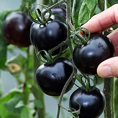 Singeru 30 Stk Schwarz Tomatensamen Mini Aromatisch Tomate Samen Klein Cherrytomaten Balkon Pflanze von Singeru