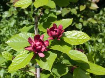 Chinesischer Wachsstrauch 'Hartlage Wine', 30-40 cm, Sinocalycanthus raulstonii 'Hartlage Wine', Containerware von Sinocalycanthus raulstonii 'Hartlage Wine'