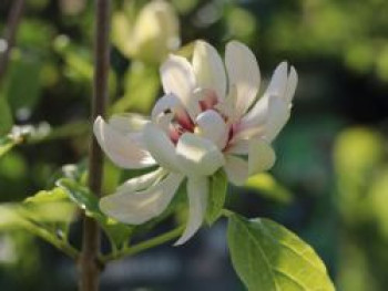 Weißblütiger Gewürzstrauch 'Venus', 30-40 cm, Sinocalycanthus raulstonii 'Venus', Containerware von Sinocalycanthus raulstonii 'Venus'