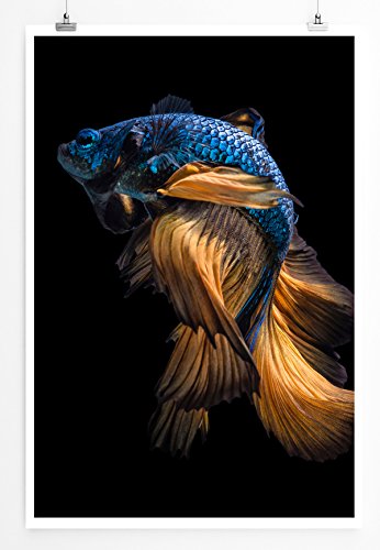 Sinus Art Kunst und Deko Poster - Tierfotografie – Blau oranger Siamesischer Kampffisch- Fotodruck in gestochen scharfer Qualität von Sinus Art