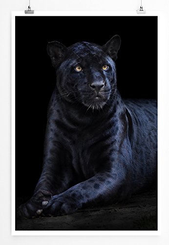 Sinus Art Kunst und Deko Poster - Tierfotografie – Seltener schwarzer Jaguar- Fotodruck in gestochen scharfer Qualität Sinus Art Kunst und Deko Poster - Tierfotografie – Seltener schwarzer Jaguar- Fotodruck in gestochen scharfer Qualität von Paul Sinus Art