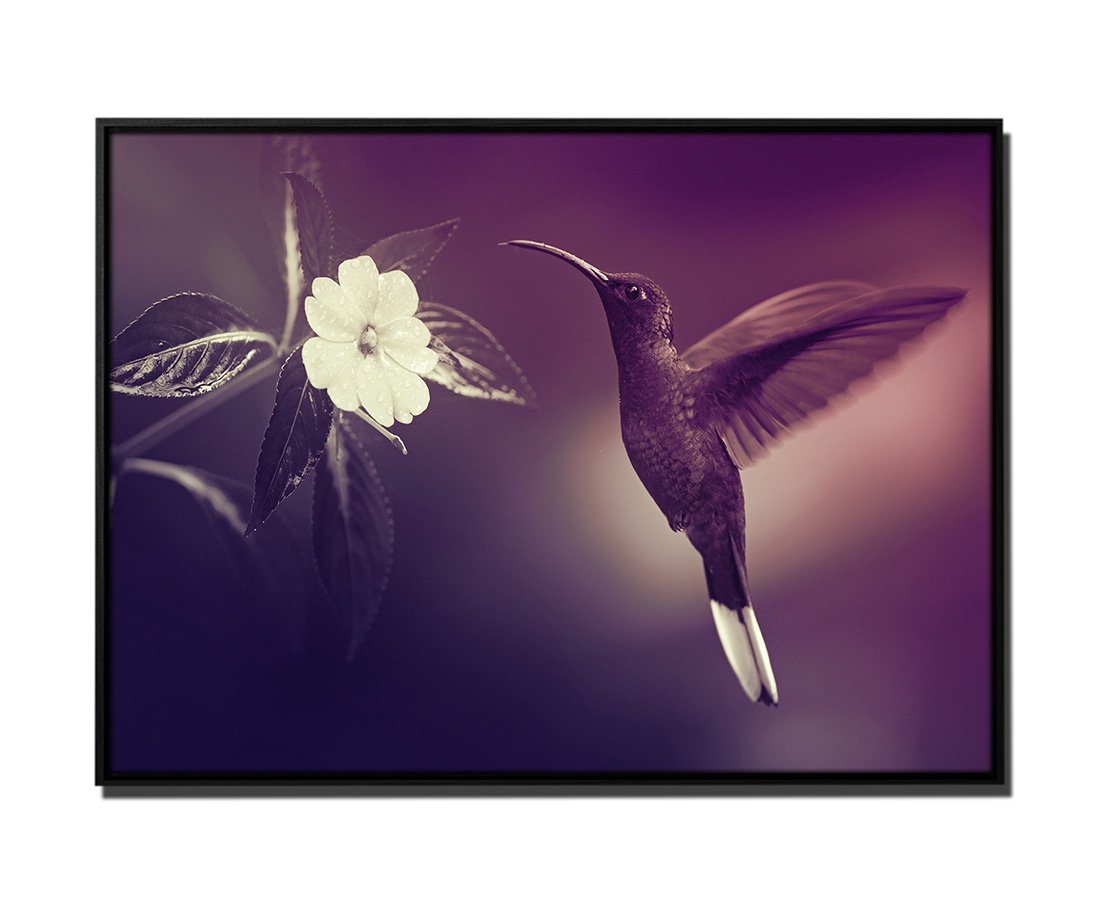 Sinus Art Leinwandbild 105x75cm Leinwandbild Petrol Natur Kolibri Blume von Sinus Art