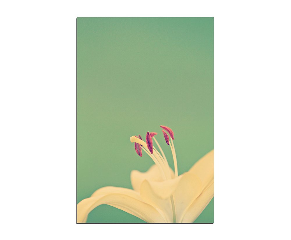 Sinus Art Leinwandbild 120x60cm Lilie Blüte Blume von Sinus Art