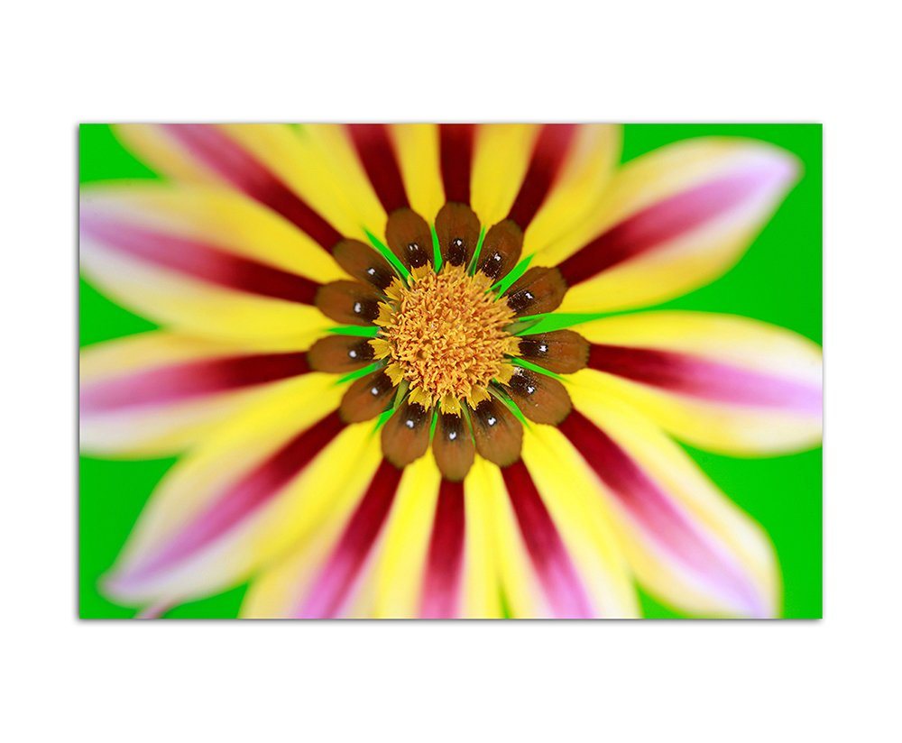 Sinus Art Leinwandbild 120x80cm Gazanie Sonnentaler Blüte exotisch makro von Sinus Art
