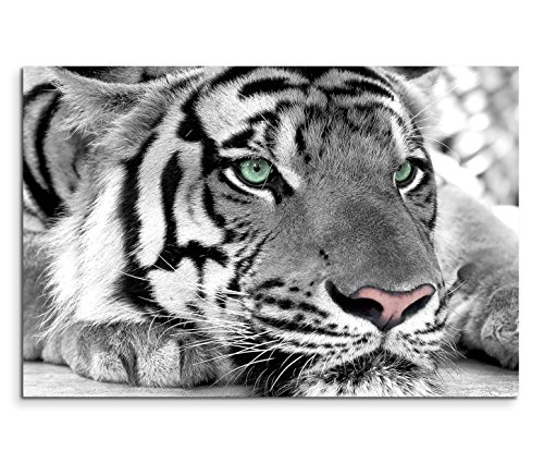 Sinus Art Leinwandbild 120x80cm Künstlerische Fotografie – Weißer Tiger mit grünen Augen von Sinus Art