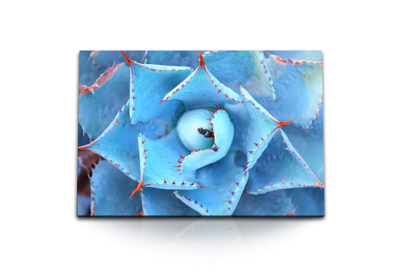 Sinus Art Leinwandbild 120x80cm Wandbild auf Leinwand Blaue Pflanze Kaktus Dekorativ Kunstvol, (1 St) von Sinus Art